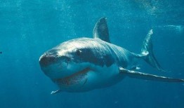 海洋爆料大白鲨视频大全,海洋爆料大白鲨视频大全揭秘